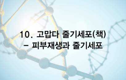 10. 고맙다 줄기세포(책) – 피부재생과 줄기세포
